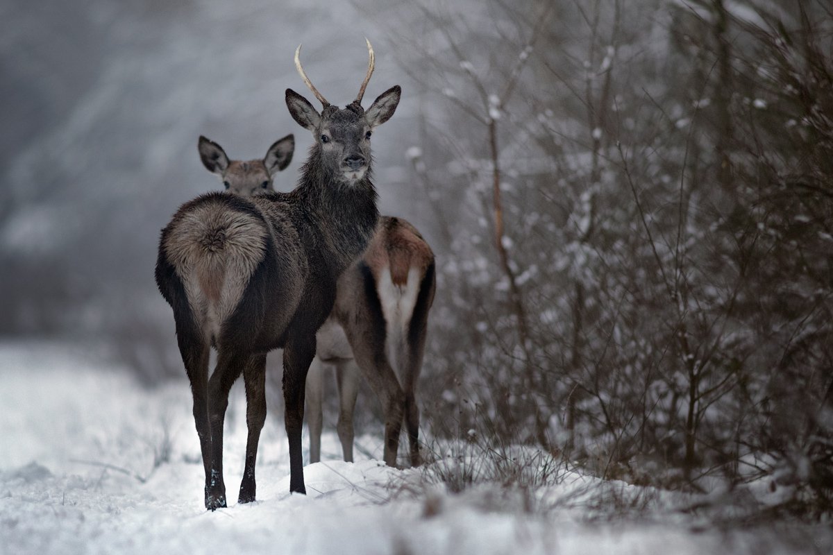 deer, wildlife, forest, winter, Wojciech Grzanka