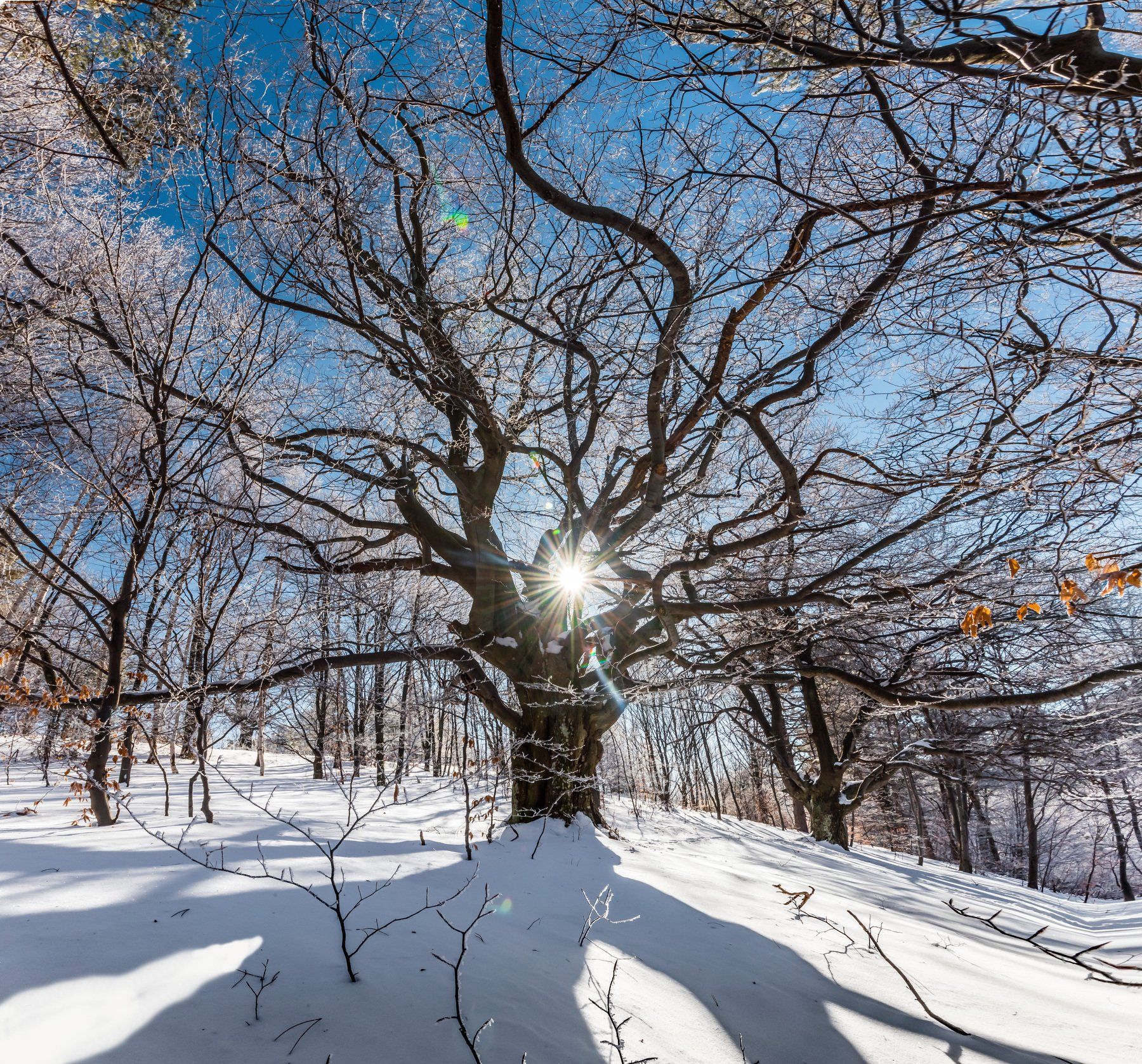 tree, winter, snow, forest, sun, sunstar, landscape, nature, Jeni Madjarova