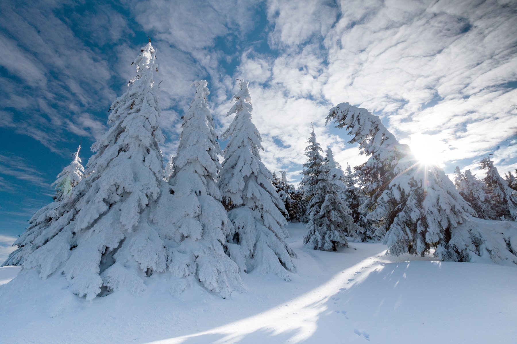 winter,trees,sgy,colors,snow,frozen,, Marius Turc