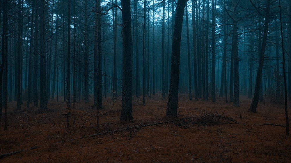 forest dark estonia fog, Aleksandr Kljuchenkow