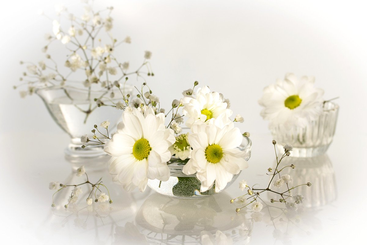 натюрмот, цветы, хризантемы, белые, Шруб (Беляева) Татьяна