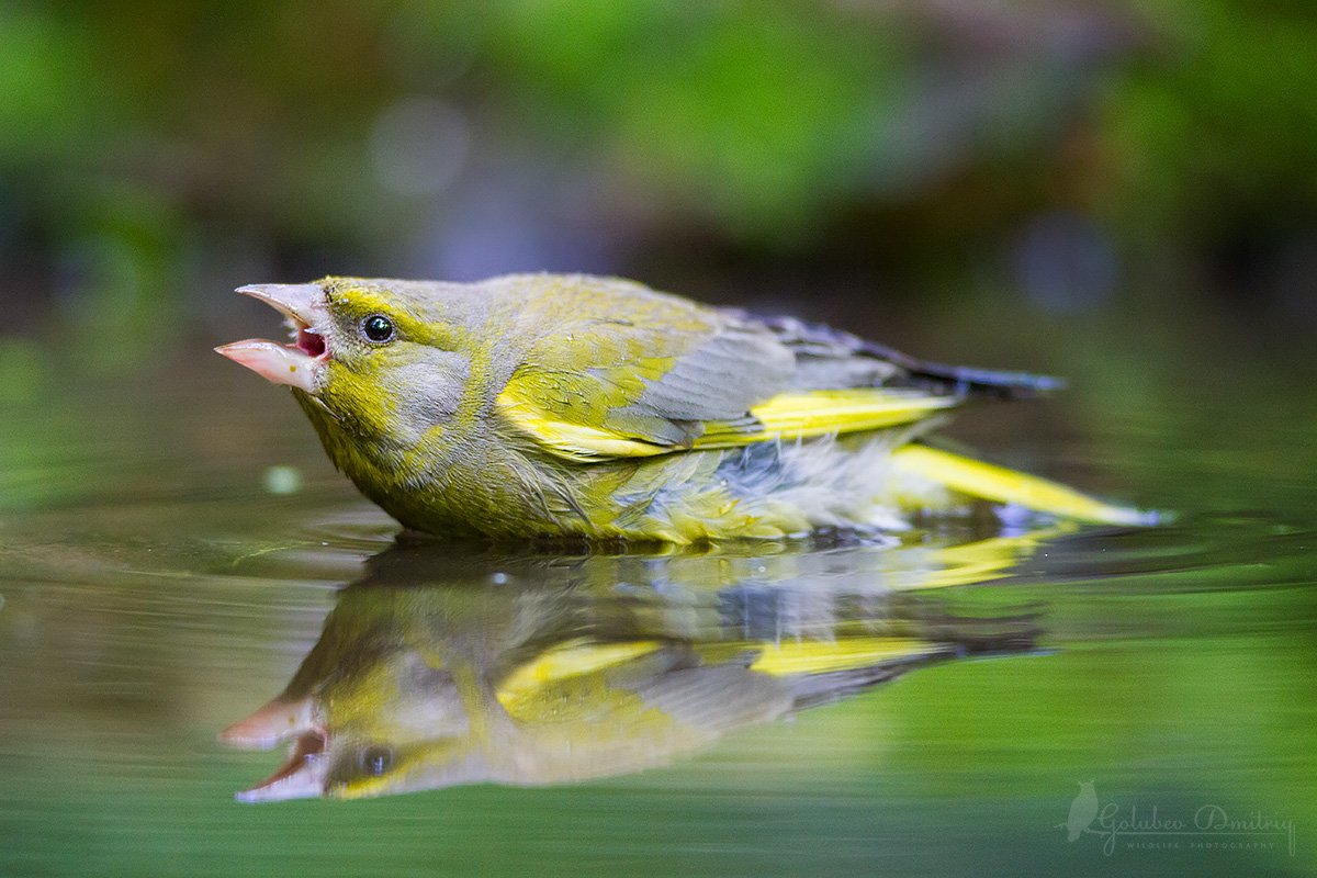 greenfinch, bird, wildlife, reflection, зеленушка, птицы, дикая природа, отражение, Голубев Дмитрий