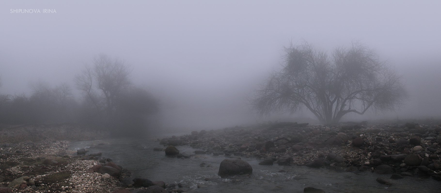 туман река дерево, Шипунова Ирина