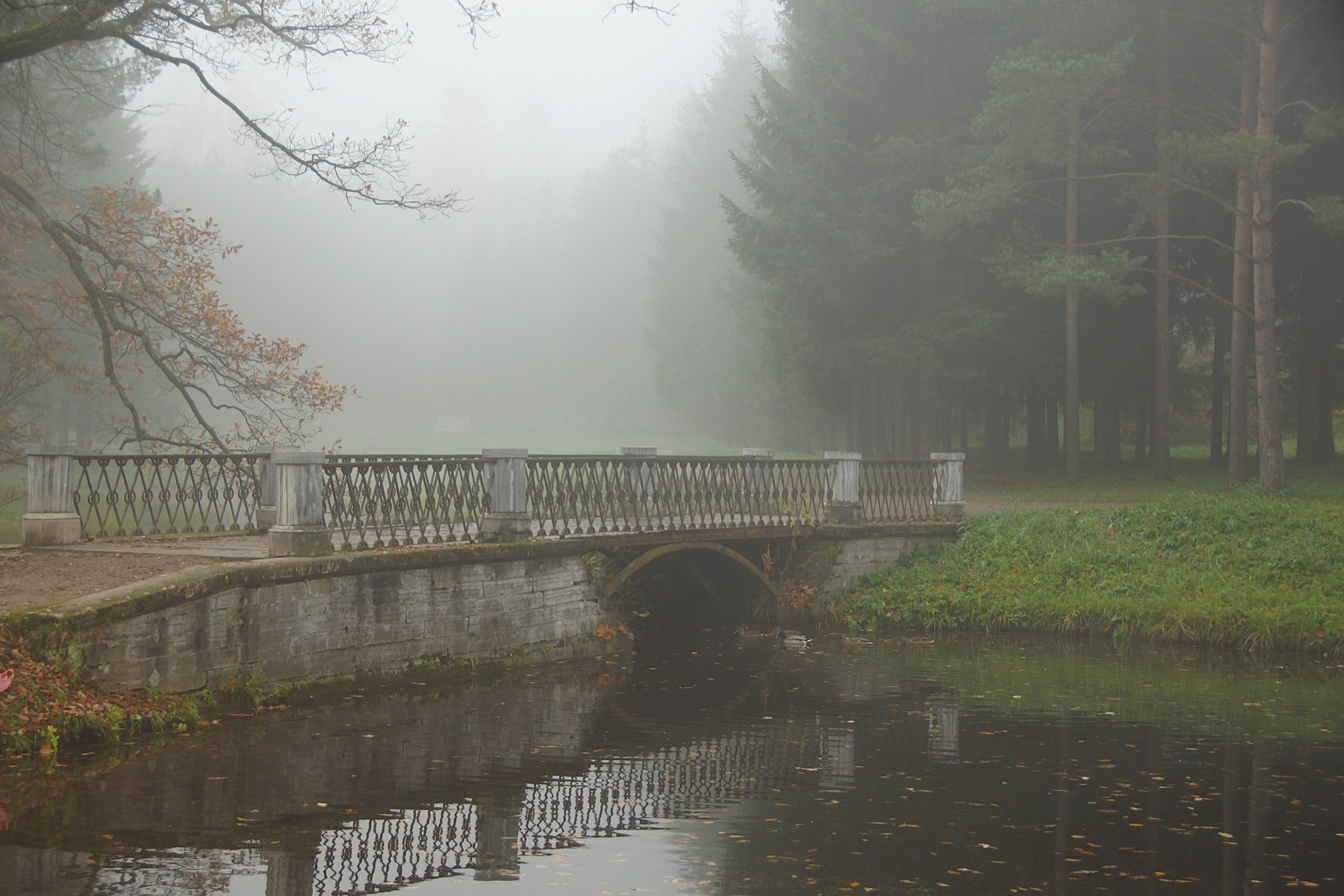 morning, park, nature, fog, bridge, pond, autumn, Сергей Андреевич