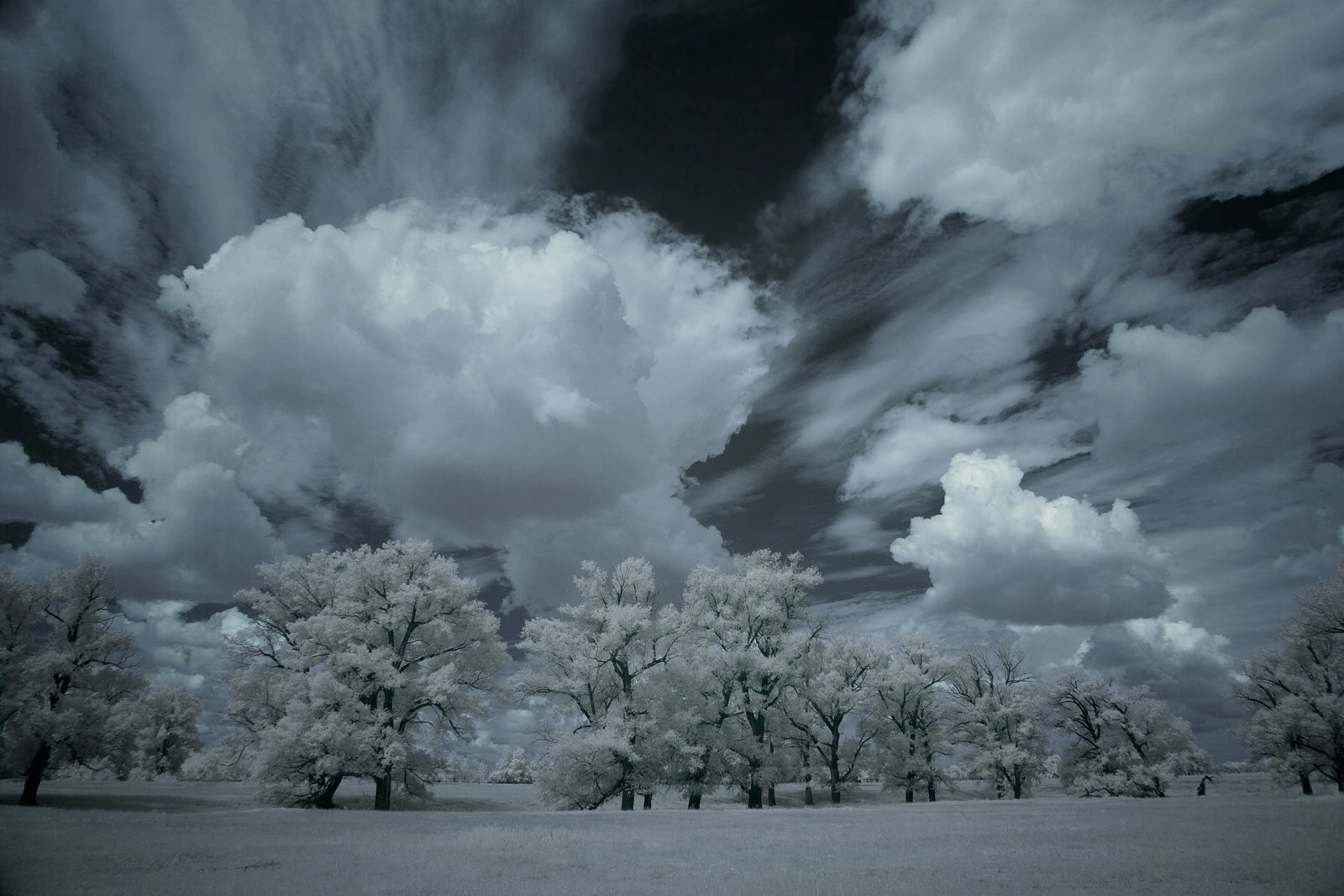 инфракрасный,фильтр,пейзаж,небо,облака,деревья,ir,infrared,landscape,, Олег Грачёв