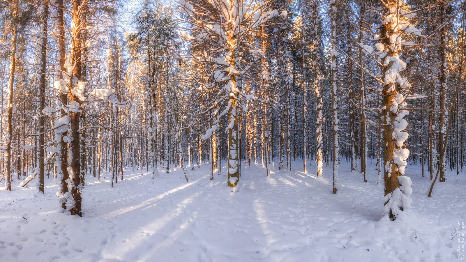 день, лес, свет, тени, снег, зима, Владимир Ушаков