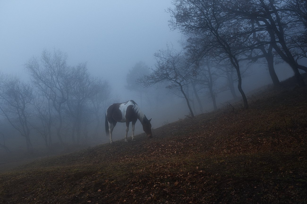 туман, полянка, лошадь, Вьюшкин Игорь