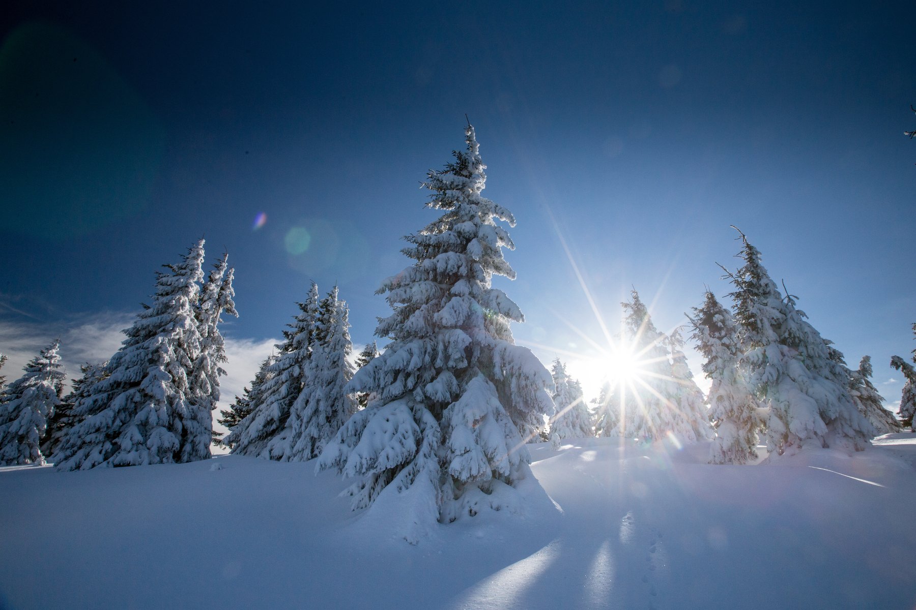 winter,trees,sun,light,snow,frozen,, Marius Turc