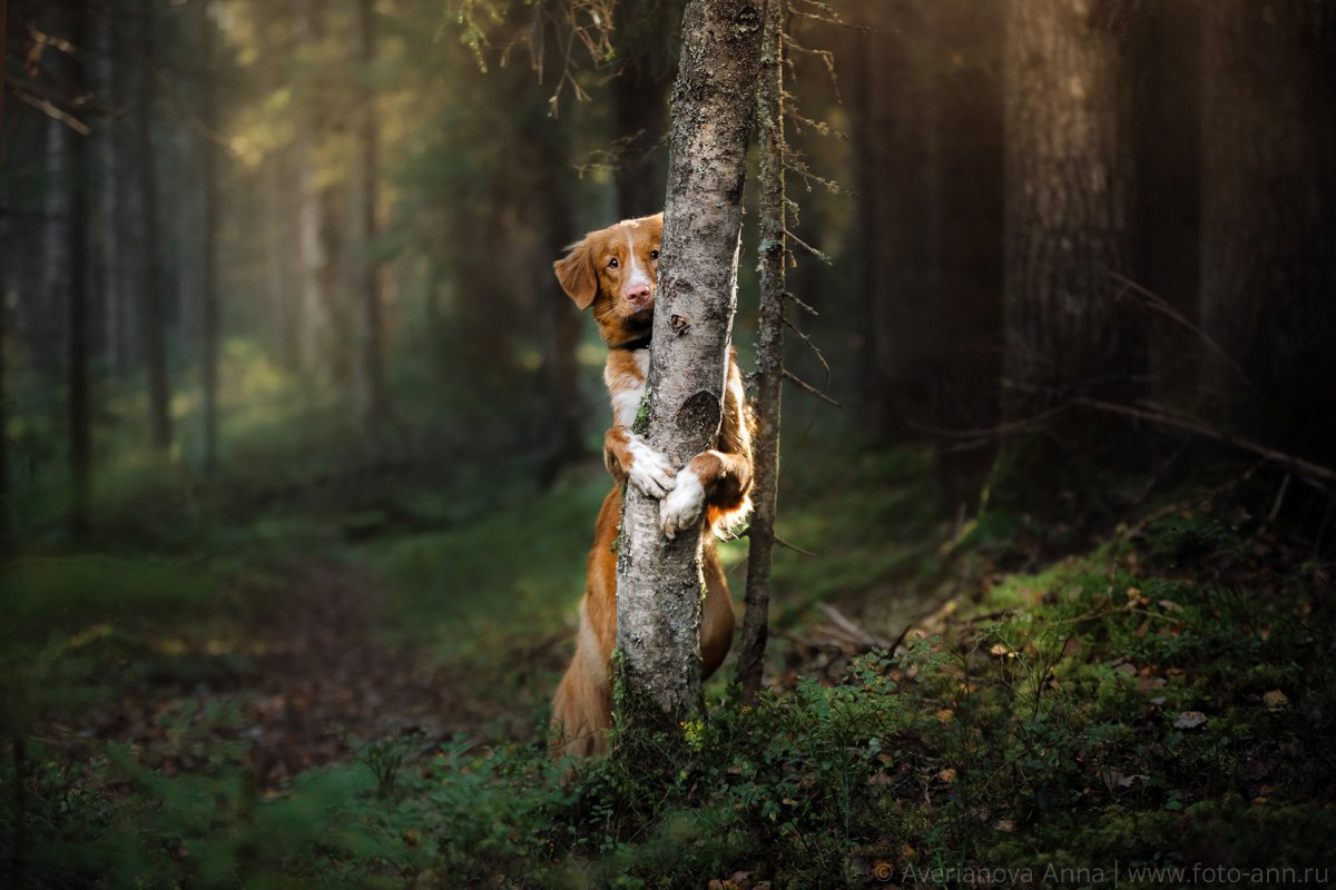 собака, лес, свет, природа, Анна Аверьянова