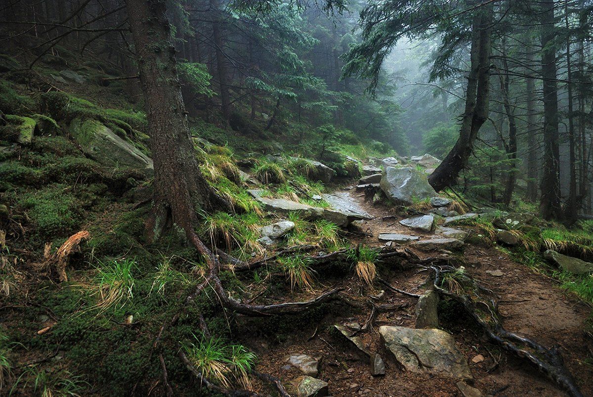 карпаты, лес, камни, ель, дождь, туман, d80, Лопухов Сергей