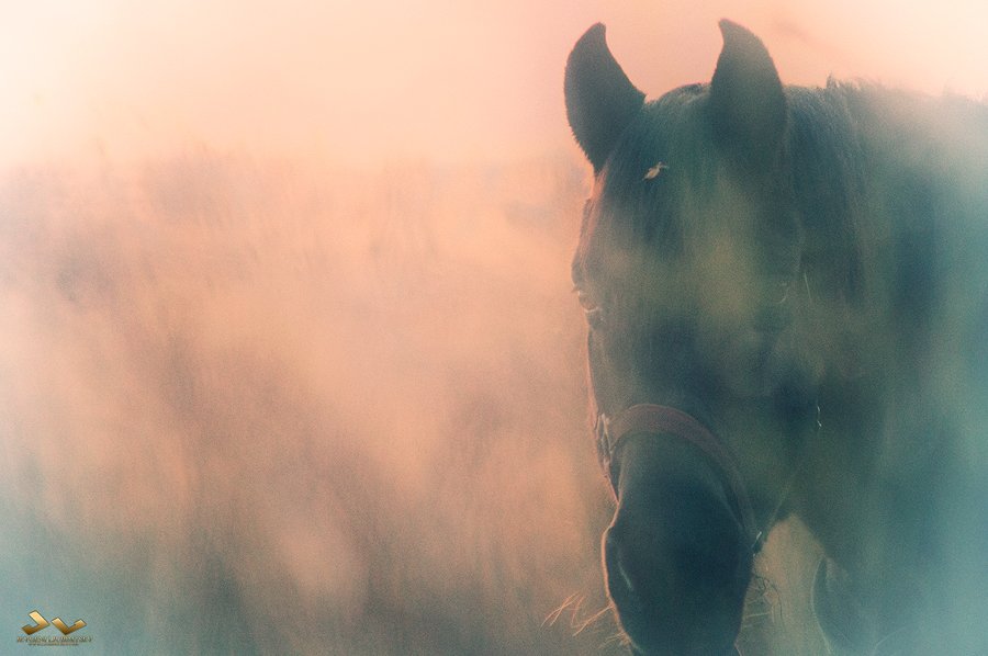 лошадь, hotse, mist, туман, Jevgeni Ljubimtsev
