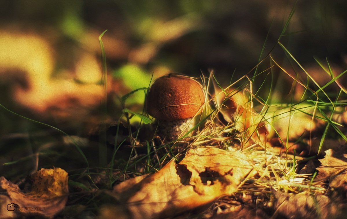 mushroom,nature,forest, Помещиков Ян