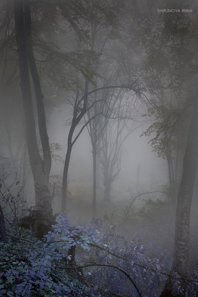 сказочный, лес, туман, Шипунова Ирина