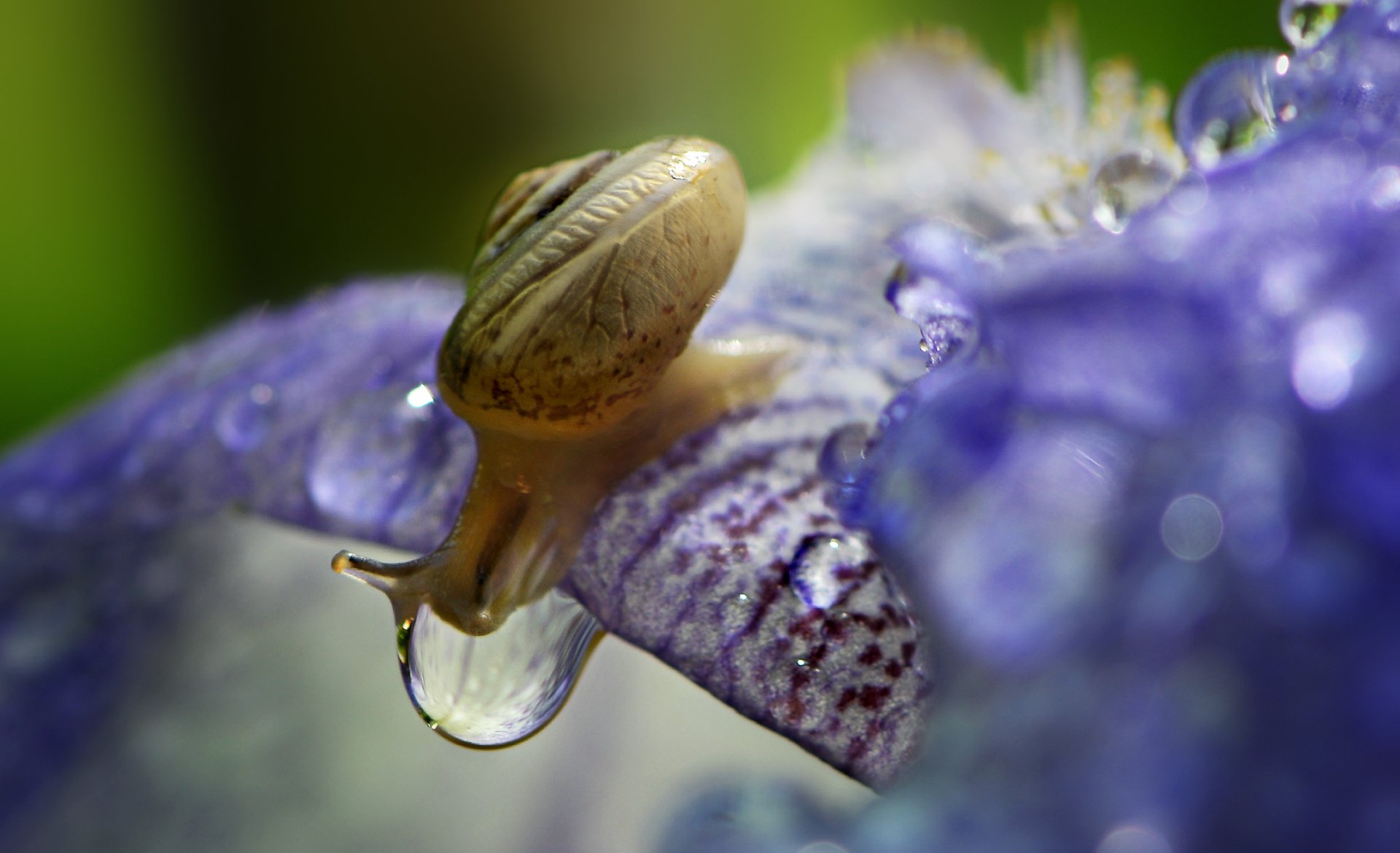 природа, макро, цветок, ирис, улитка, капли дождя, Неля Рачкова