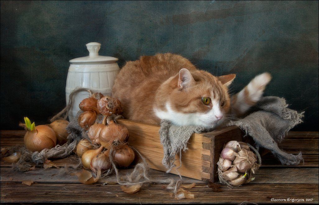 весна, лук, рыжая кошка, натюркотики, чеснок, Eleonora Grigorjeva