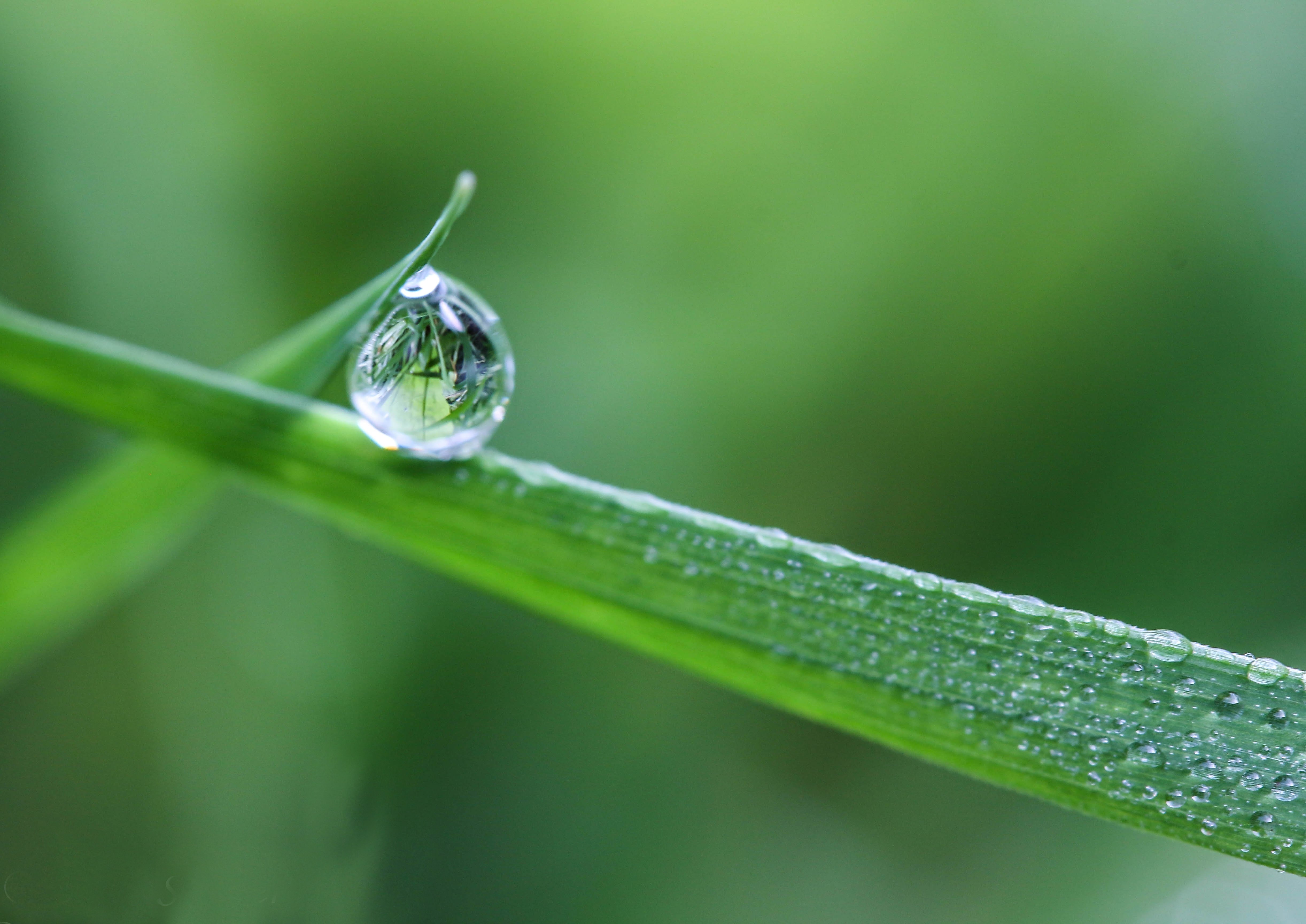 dewdrop, water, grass, macro, closeup, Бистра Стоименова