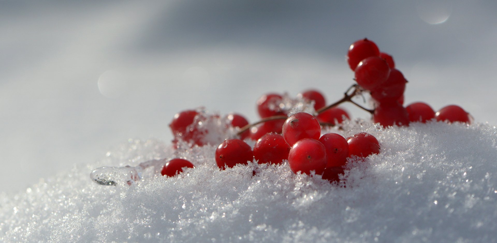 Красные ягоды белый снег