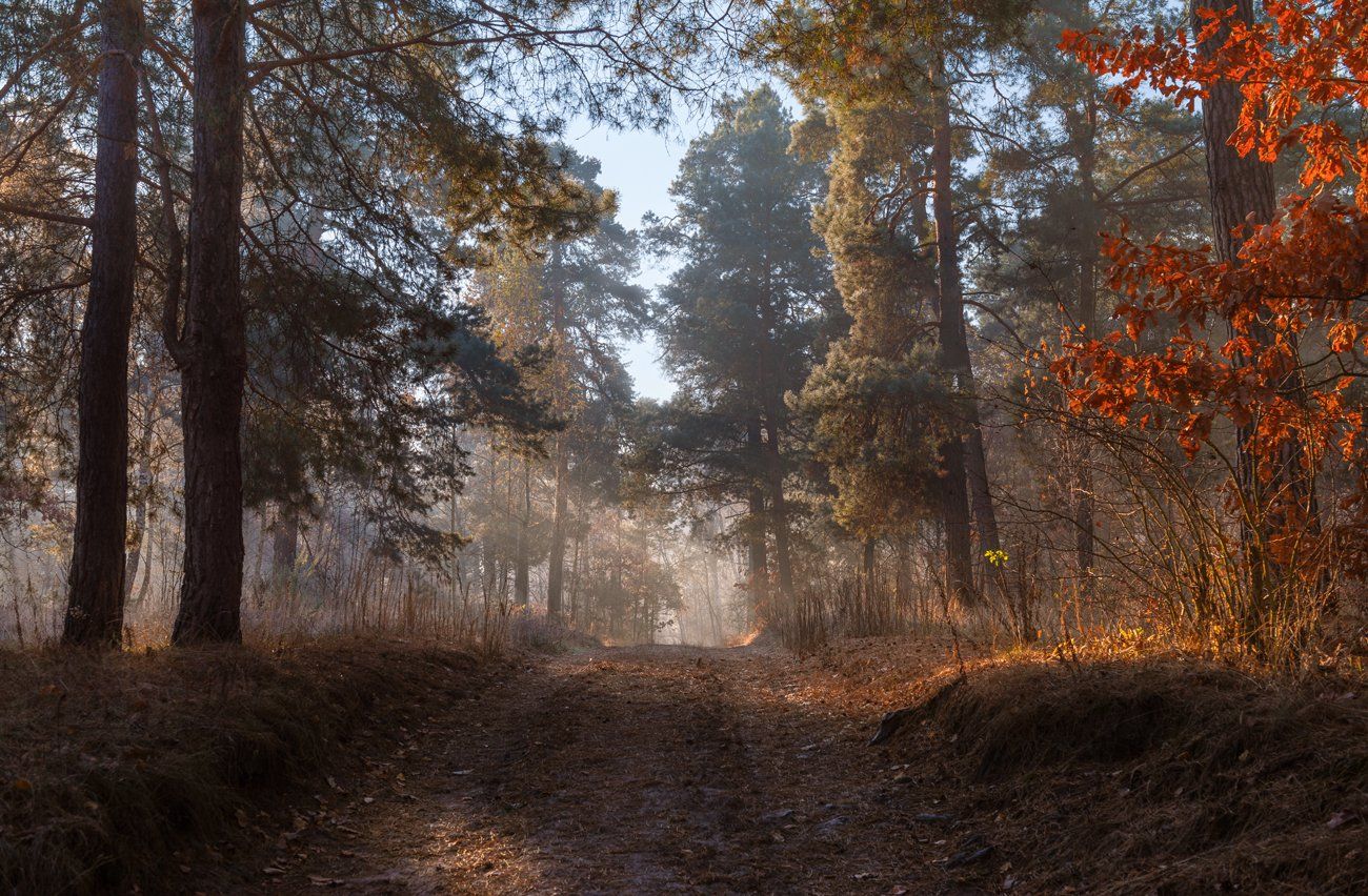 октябрь, осень, лес, утро, Галанзовская Оксана