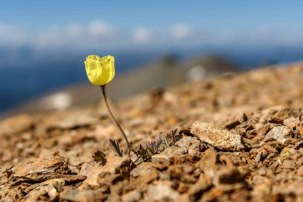 алтай, природа, мак, горы, altai, nature, poppy, mountain, Iri_sha