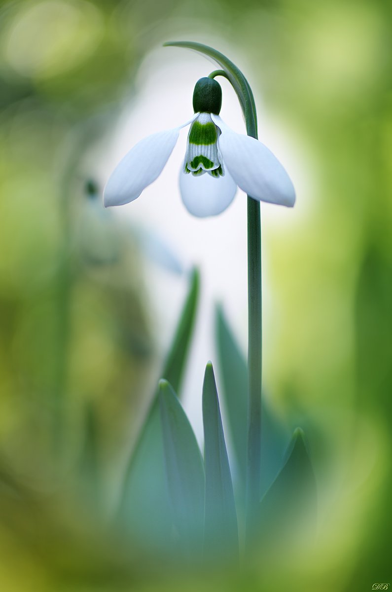 annunciation, flower, flowers, green, macro, nature, photography, snowdrop, spring, springtime, white,, Dr Didi Baev