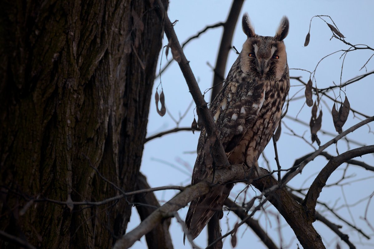 olw, wildlife, Long-eared owl, Wojciech Grzanka