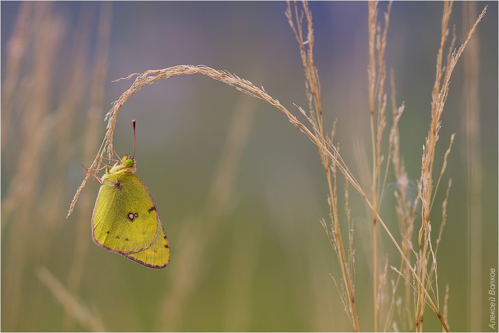 бабочка, травинка,  colias hyale, желтушка луговая, Amazon-san