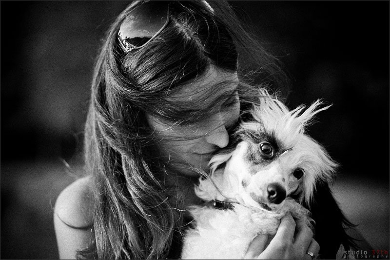 portrait, dogs, pets, Olena Savytska