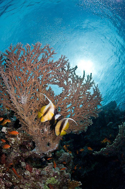 море, рыба, подводная съемка, красноморская кабуба, коралл, солнце, пара, Natalia Semko