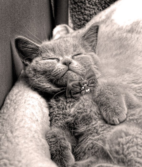 котенок, кошка, кот, спящий, сон, mariavgorskaya