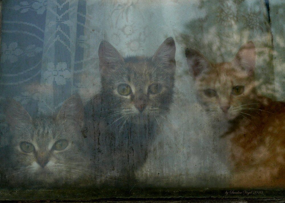 заоконные, кошки, коты, окно, dark-angel