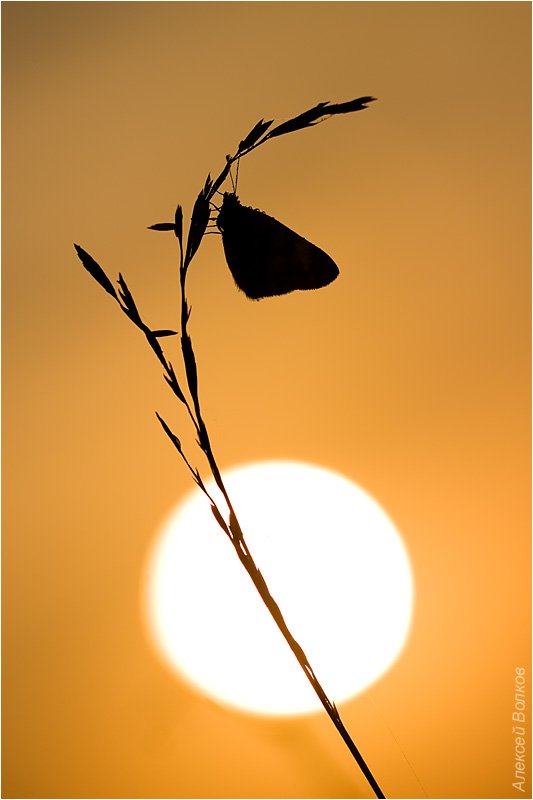 бабочка, утро, солнце, восход, травинка, память, Amazon-san
