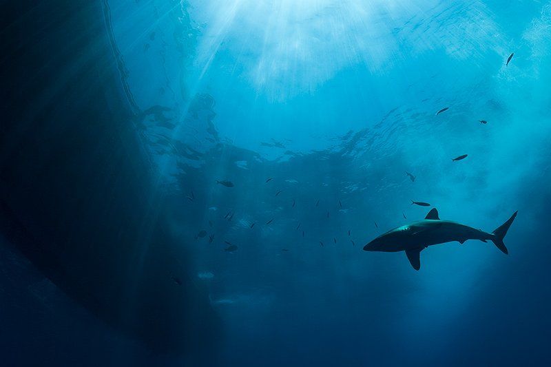 акула, солнце, вода, море, подводная съемка, свет, Natalia Semko