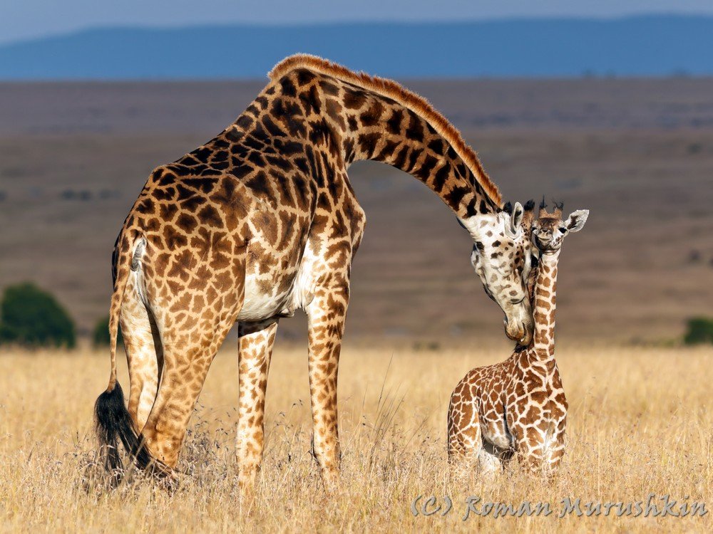 жираф, малыш, детёныш, саванна, кения, любовь, материнство, ласка, Роман Мурушкин