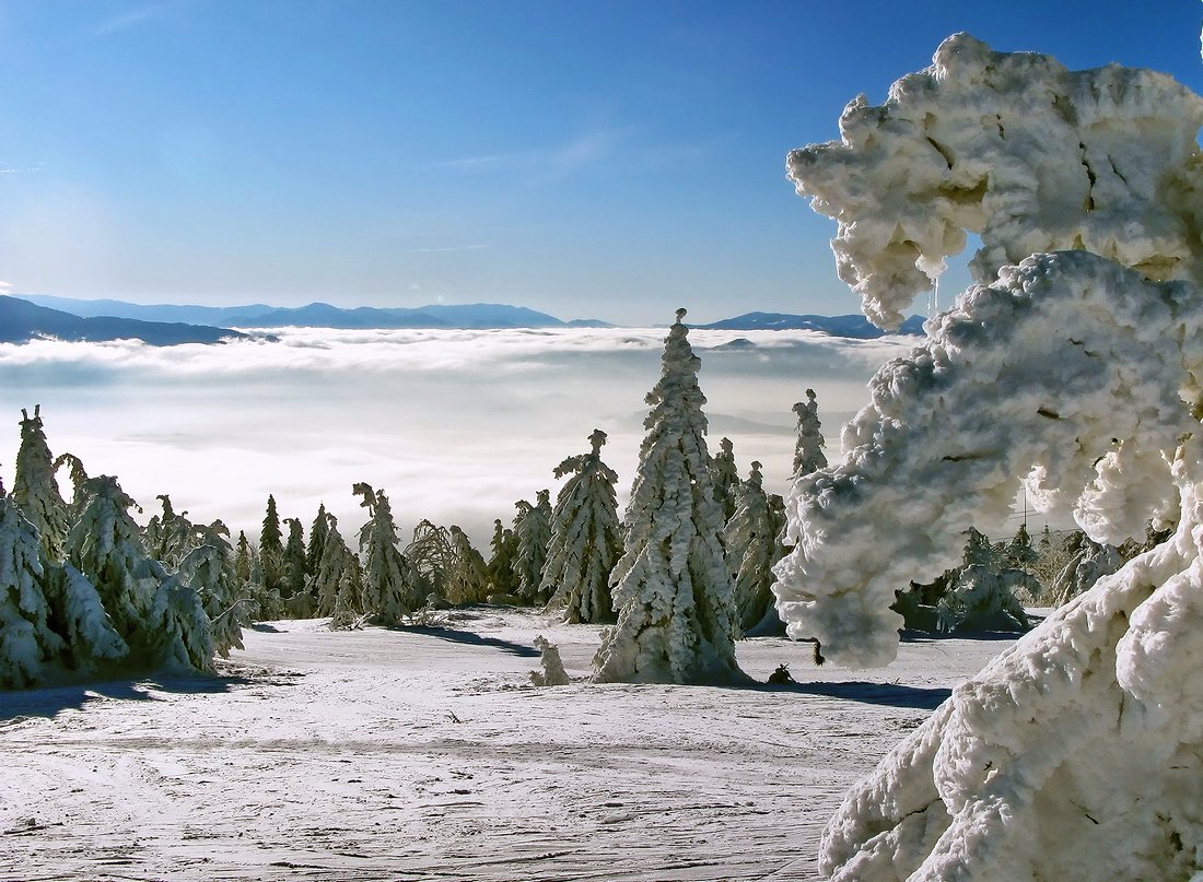 зима, горы, елки, Vasylevskyy Vitaliy