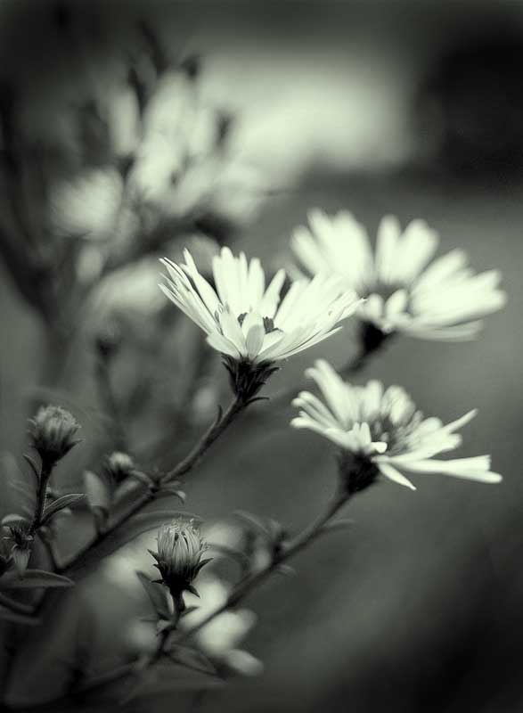 природа, цветы, черно-белое, wamelia