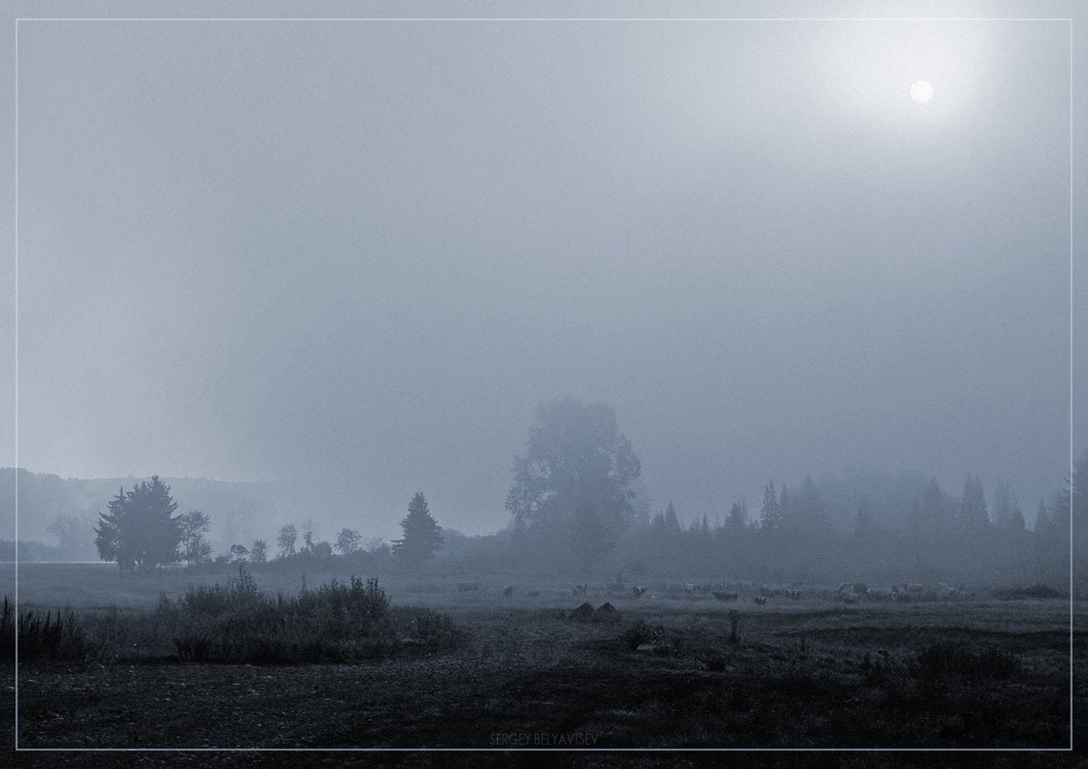 утро, туман, коровы, Сергей Белявцев