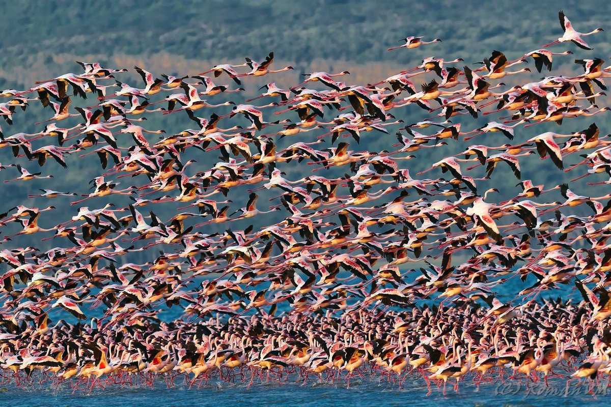 розовый фламинго, кения, взлет, накуру, озеро, Роман Мурушкин