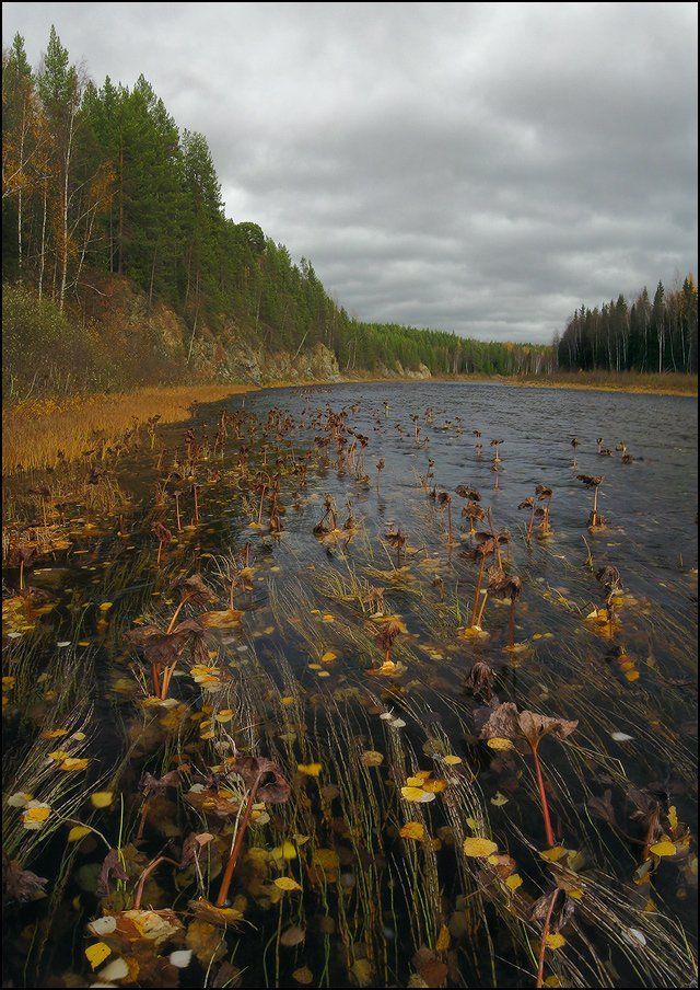 северный, урал, река, большая, сосьва, наяды, водные, растения, хмао, осень, Alexander Gil