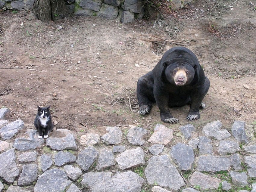 зоопарк, киев, кошка, медведь, вместе, кушать, Александр Андреев