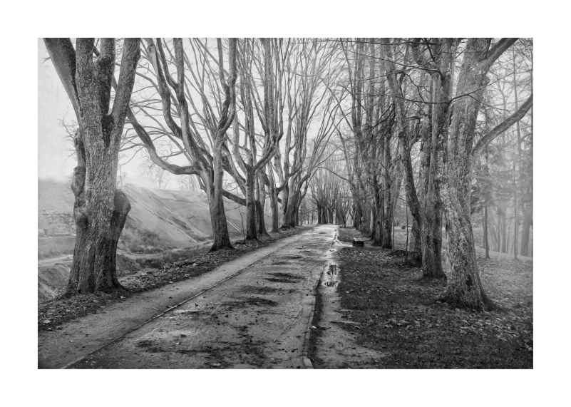 old, tree, black, white, старый, дерево, пейзаж, черно-белый, art, photo, Sema