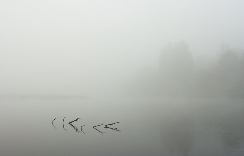 река,  молога,  утро,  туман,  ветки,  коряга,  лето, Gorshkov Igor_Feanorus