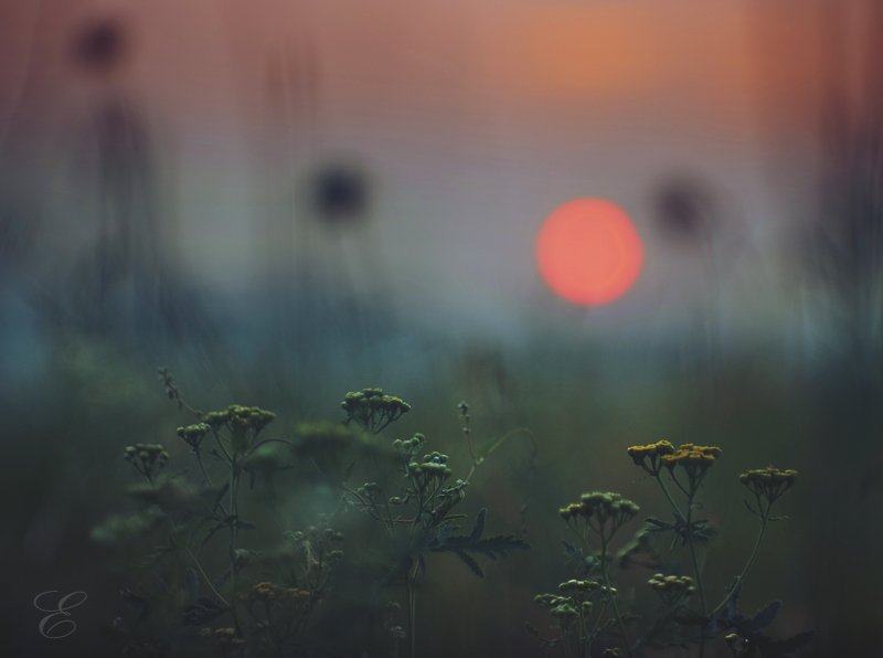 природа, красота, солнце, закат, трава, цветы, ожидание, Ольга Брага (Eglantier)
