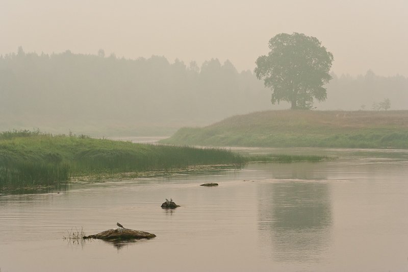 молога, река, утро, туман, камни, птицы, дерево, Gorshkov Igor_Feanorus