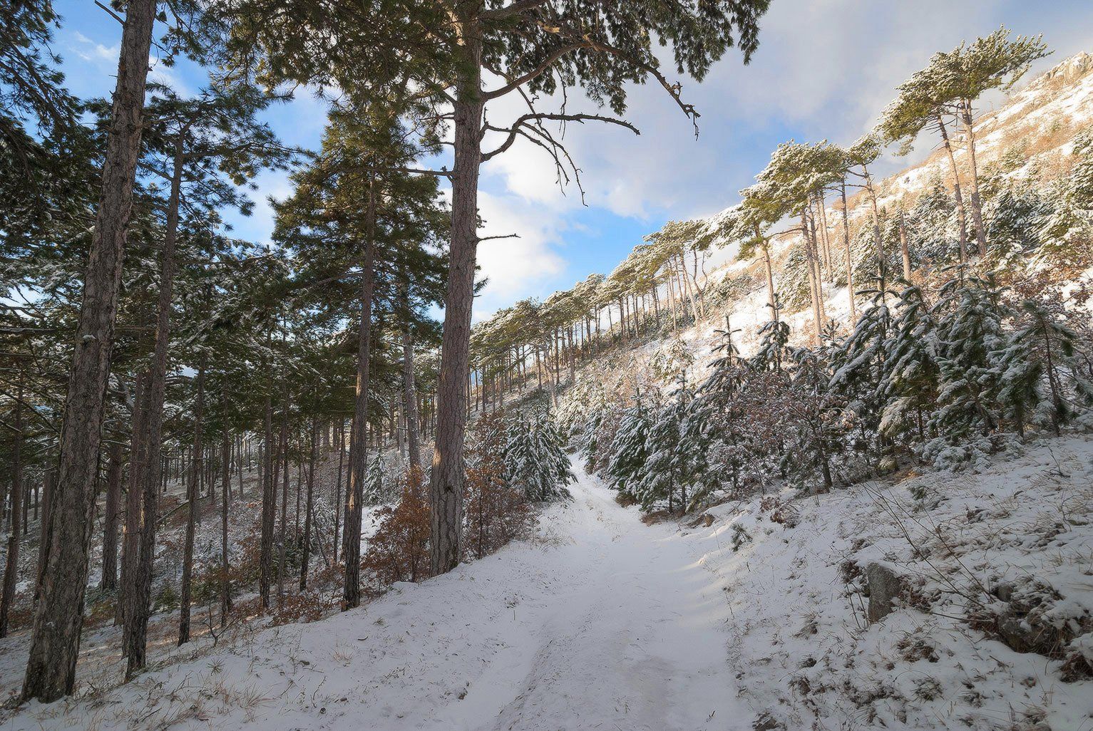 , Саша  Вайсберг / Waldschnepfe /