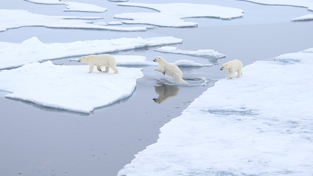 фотографандреевандрей, северныйполюс, northpole, арктика, arctic, ice, снег, лёд, круиз, expiditions, travel, белыймедведь, медведь, polarbear, животное, natgeowild, Андрей