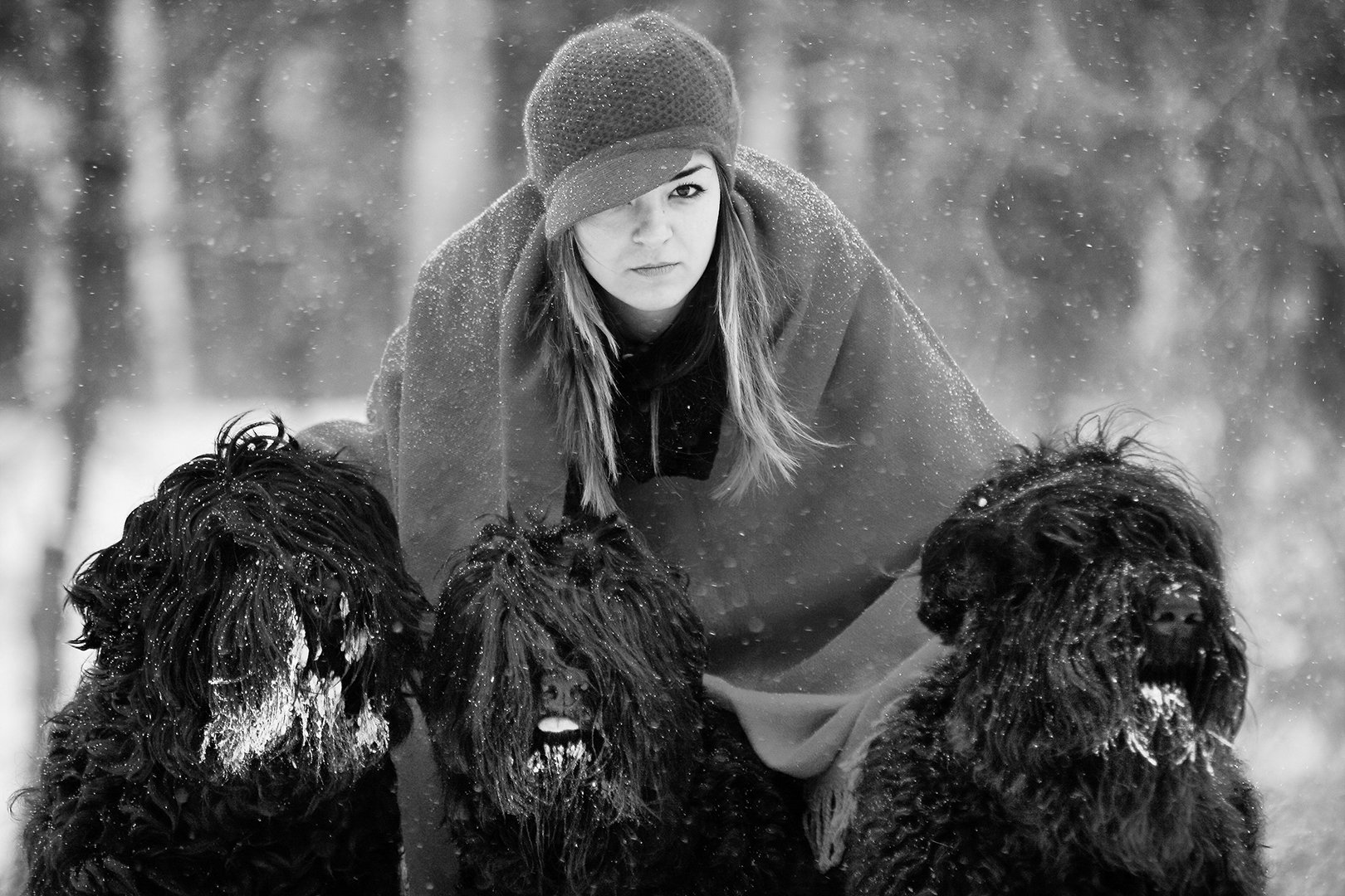 Black Russian Terriers, Димитър Стоянов
