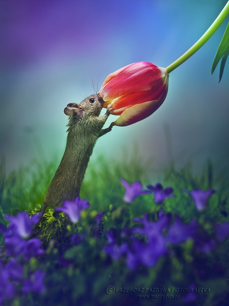 Funning flowers. Мышка с цветочком. Животные с тюльпанами. Весенний мышонок.