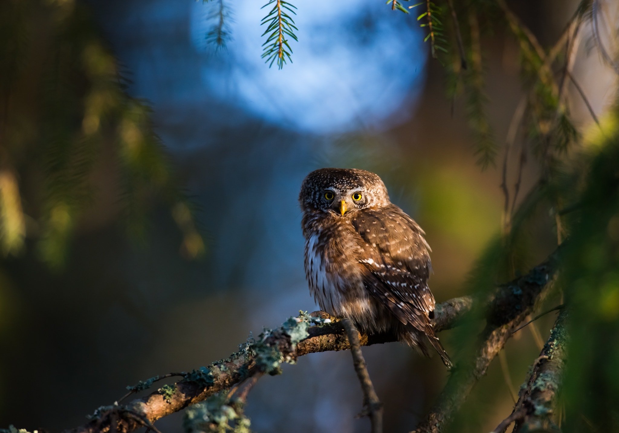 Pygmy owl, finland, sunrise, Jarkko Järvinen