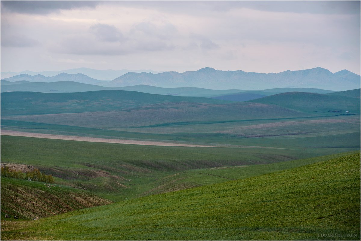 Кутыгин, Монголия, зелень, всходы, поля, цвет, вариативность, весна, май, Кутыгин Эдуард