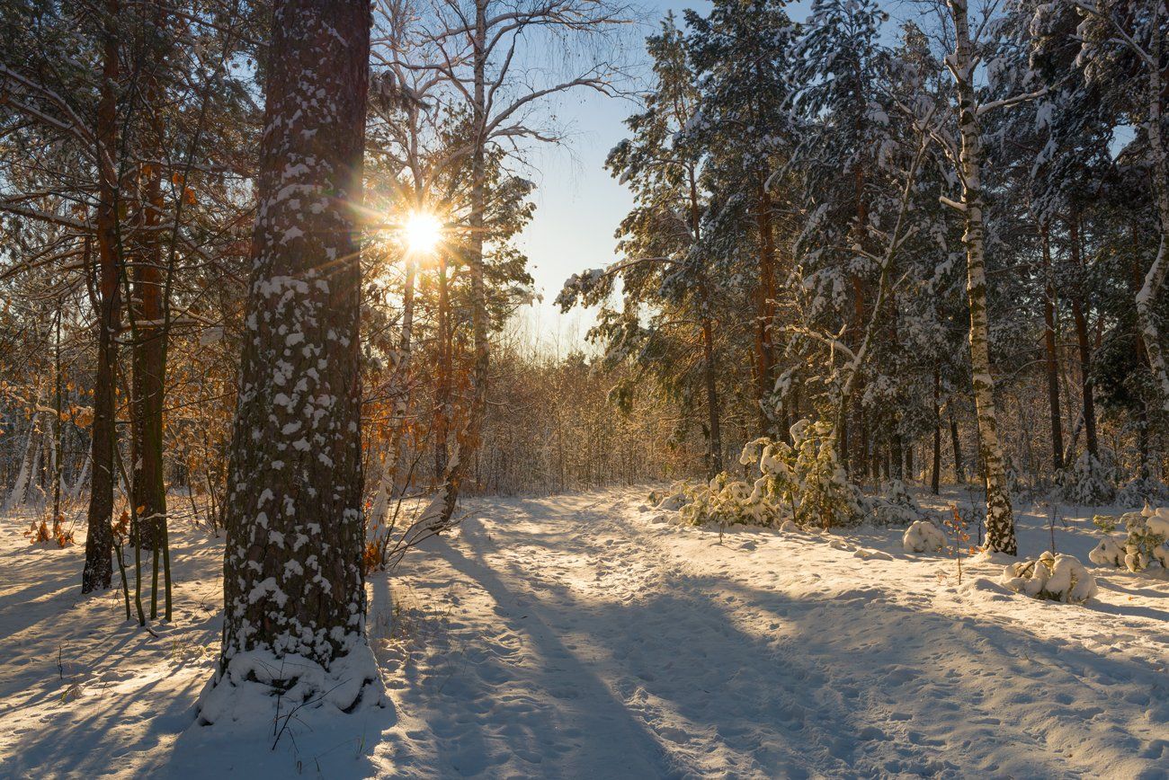 зима, лес, декабрь, снег, рассвет, Галанзовская Оксана